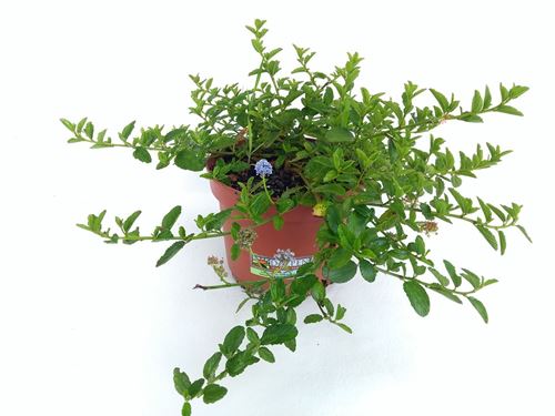 Foto de CEANOTHUS REPENS 5L