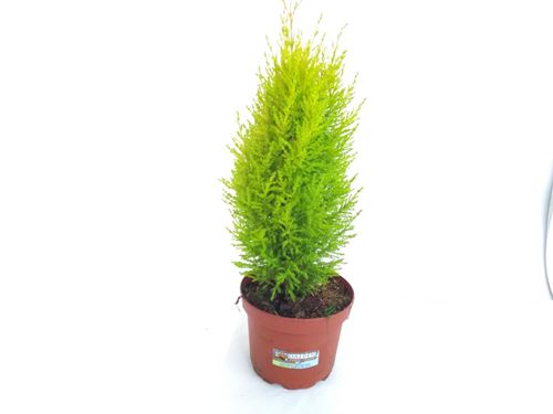 Foto de CUPRESSUS MACROCARPA WILMA 2,5/5L