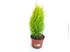 Foto de CUPRESSUS MACROCARPA WILMA 2,5/5L