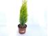 Foto de CUPRESSUS MACROCARPA WILMA 2,5/5L