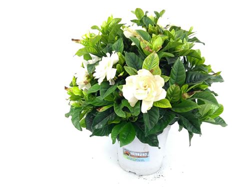 Foto de GARDENIA JASMINOIDES 3L/10L