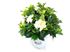 Foto de GARDENIA JASMINOIDES 3L/10L