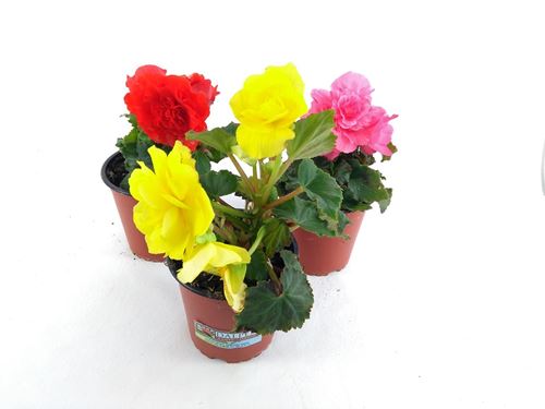 Foto de BEGONIA TUBERHYBRIDA M13/M15