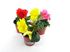 Foto de BEGONIA TUBERHYBRIDA M13/M15