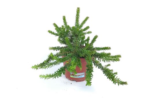 Foto de GREVILLEA TAMBORITHA 4L