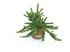 Foto de GREVILLEA TAMBORITHA 4L