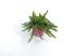 Foto de GREVILLEA TAMBORITHA 4L
