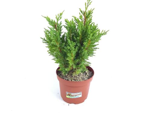 Foto de JUNIPERUS STRICTA M18