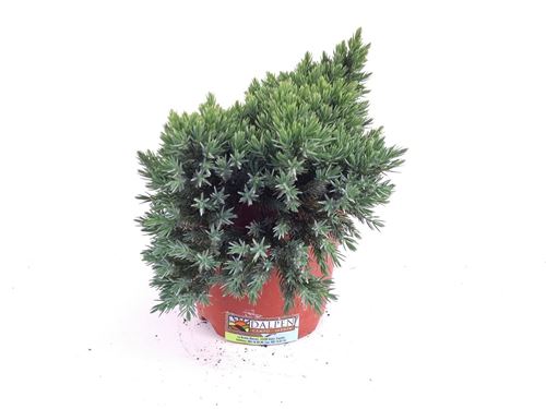 Foto de JUNIPERUS SQUAMATA BLUE STAR M18