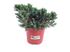 Foto de JUNIPERUS SQUAMATA BLUE STAR M18