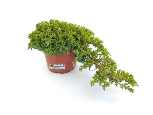 Foto de JUNIPERUS PROCUMBENS NANA M18