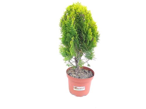 Foto de THUJA ORIENTALIS AUREA NANA 15L