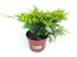 Foto de JUNIPERUS CHINENSIS OLD GOLD M18