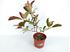 Foto de PHOTINIA  2,5L- 5L-15L