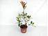 Foto de PHOTINIA  2,5L- 5L-15L
