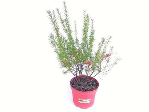 Foto de GREVILLEA JUNIPERINA 2,5L