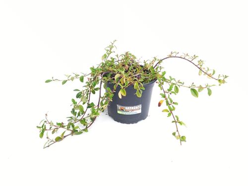 Foto de COTONEASTER VARIADOS M18