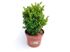 Foto de BUXUS SUFFRUTICOSA M23