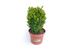 Foto de BUXUS SUFFRUTICOSA M23