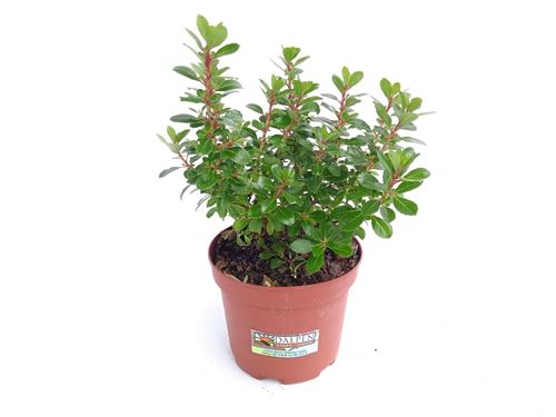 Foto de ESCALLONIA PINK ELLE 2,5L