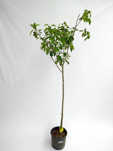 Foto de MANZANOS DE MESA EN MACETA