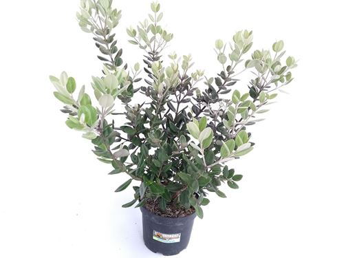 Foto de METROSIDEROS 2,5L