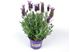 Foto de LAVANDA STOECHAS M13 