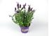Foto de LAVANDA STOECHAS M13 