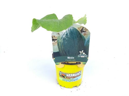 Foto de MELON INJERTADO PIEL DE SAPO -4UN