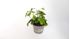 Foto de MIMOSA PUDICA M13
