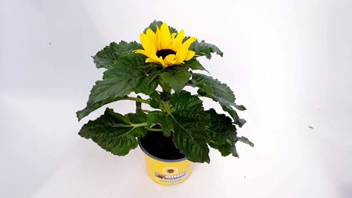 Foto de HELIANTHUS(GIRASOL) M14