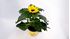 Foto de HELIANTHUS(GIRASOL) M14
