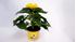 Foto de HELIANTHUS(GIRASOL) M14