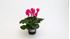 Foto de CYCLAMEN FLOR MINI M10,5