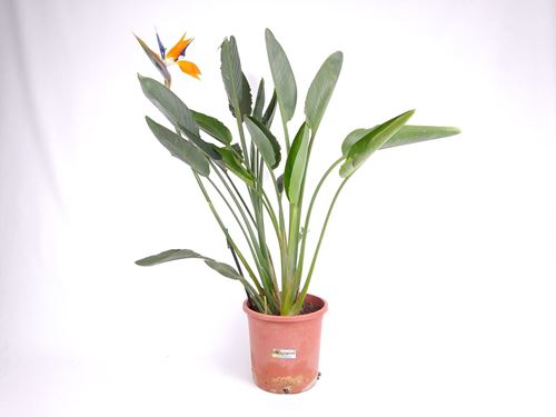 Foto de STRELITZIA REGINAE / AUGUSTA 10L