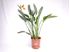 Foto de STRELITZIA REGINAE / AUGUSTA 10L
