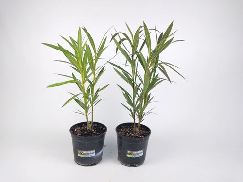 Foto de NERIUM OLEANDER (ADELFA )M14