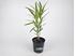 Foto de NERIUM OLEANDER (ADELFA )M14