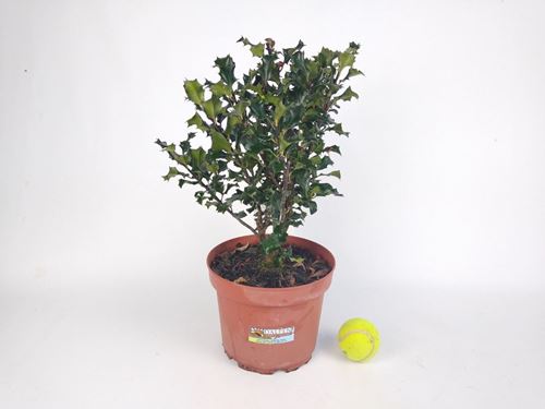 Foto de ILEX(ACEBO )2,5L / / 1L