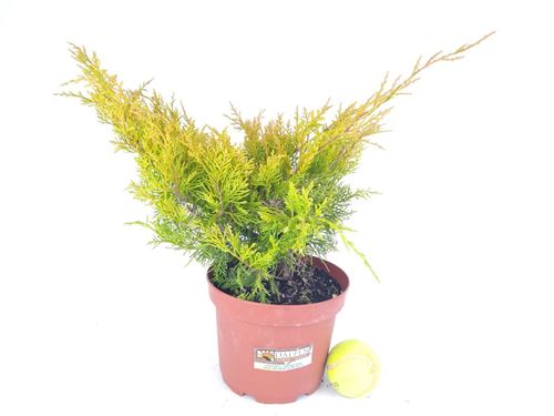 Foto de JUNIPERUS CHINENSIS OLD GOLD M18