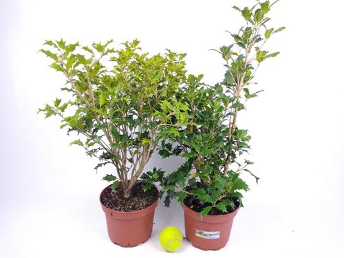 Foto de OSMANTHUS VERDE M18