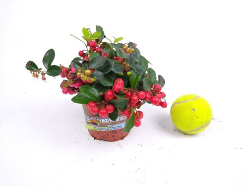 Foto de GAULTHERIA M11