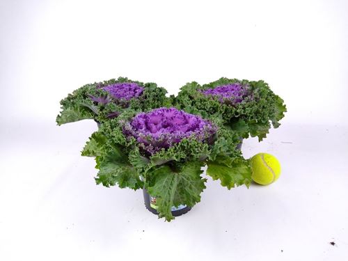 Foto de BRASSICA M13 (COL ORNAMENTAL)