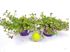 Foto de PORTULACA UMBRATICOLA M13
