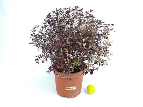 Foto de PITTOSPORUM TOM THUMB 7,5L