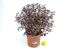 Foto de PITTOSPORUM TOM THUMB 7,5L