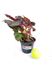 Foto de BEGONIA ICONIA M13