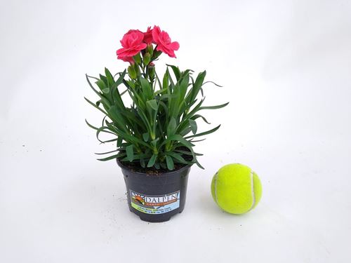 Foto de DIANTHUS 1L