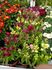 Foto de ANTIRRHINUM M10,5 / M13