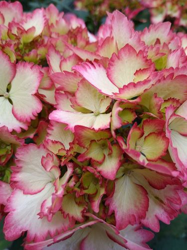 Foto de HORTENSIA REMBRANDT 5L